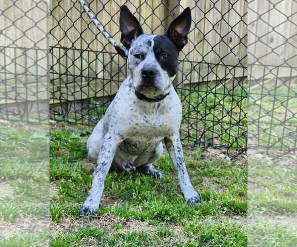 Medium Photo #1 Mutt Puppy For Sale in Sheboygan, WI, USA