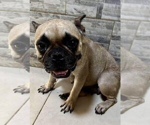 French Bulldog Dogs for adoption in San Diego, CA, USA