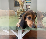 Small Photo #10 Beagle Puppy For Sale in HAZEL GREEN, AL, USA
