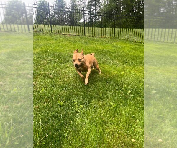 Medium Photo #7 American Pit Bull Terrier-Unknown Mix Puppy For Sale in New York, NY, USA