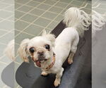 Small #1 Shih Tzu Mix