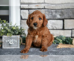 Small Photo #10 Goldendoodle (Miniature) Puppy For Sale in HOLMESVILLE, OH, USA