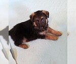 Small #7 German Shepherd Dog