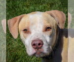 Small American Staffordshire Terrier-Boxer Mix