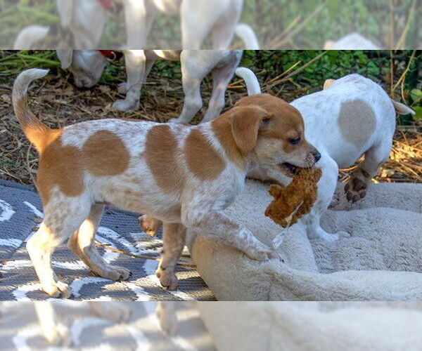 Medium Photo #3 Chihuahua-Unknown Mix Puppy For Sale in Boonton, NJ, USA
