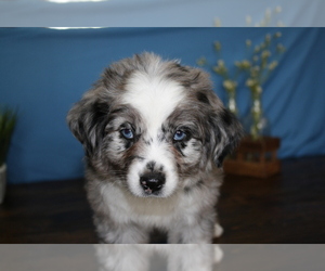 Miniature Australian Shepherd Puppy for Sale in WEST PLAINS, Missouri USA