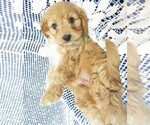 Small Photo #2 Cavapoo Puppy For Sale in NORWOOD, MO, USA