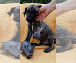 Small Photo #4 Great Dane Puppy For Sale in HARTVILLE, OH, USA