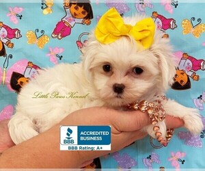 Maltese Puppy for sale in WINNSBORO, LA, USA