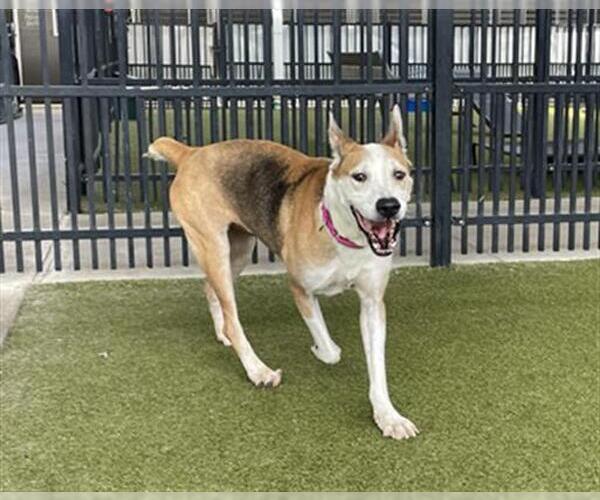 Medium Photo #2 Black Mouth Cur-Unknown Mix Puppy For Sale in Waco, TX, USA