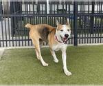 Small #1 Black Mouth Cur Mix