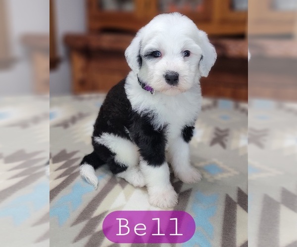 Medium Photo #1 Sheepadoodle Puppy For Sale in GOLDEN CITY, MO, USA