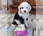 Puppy Bell Sheepadoodle