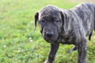 Presa Canario Puppy for sale in GLASGOW, KY, USA