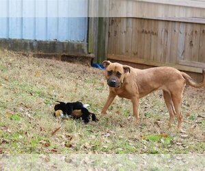 Victory - Female Black Mouth Cur-Boxer Mix Dog for Adoption - Photo #4