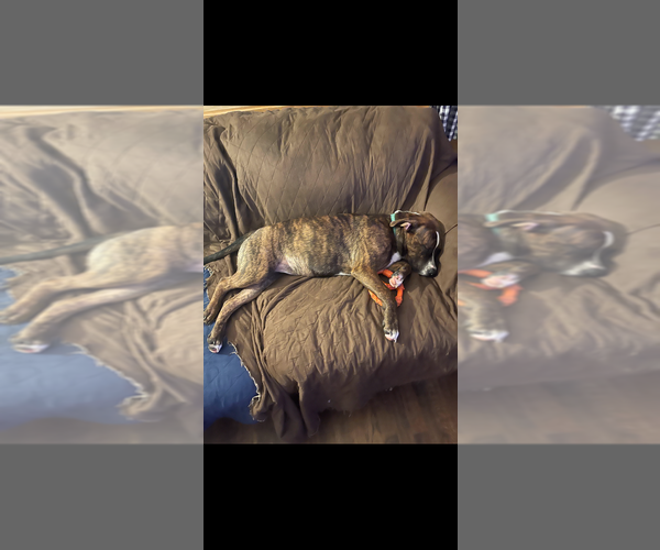 Medium Photo #3 Boxer-Unknown Mix Puppy For Sale in Brewster, NY, USA