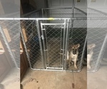 Small Photo #3 German Shepherd Dog Puppy For Sale in DOUGLASVILLE, GA, USA
