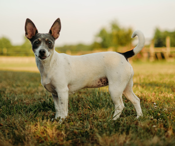 Medium Photo #1 Rat Terrier Puppy For Sale in WHITAKERS, NC, USA