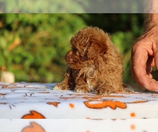 Medium Photo #8 Poodle (Toy) Puppy For Sale in DYERSBURG, TN, USA