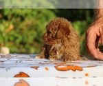 Small #7 Poodle (Toy)
