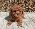 Puppy Hazel Poodle (Miniature)