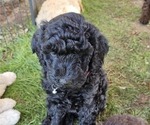 Puppy Kixie Goldendoodle