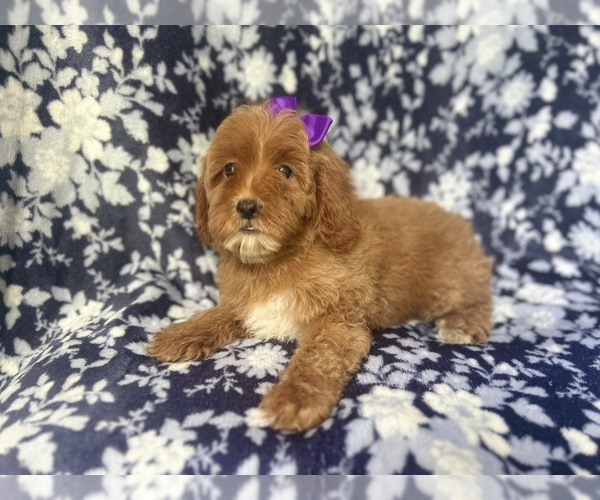 Medium Photo #2 Cock-A-Poo Puppy For Sale in LAKELAND, FL, USA