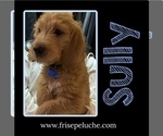Puppy Sully Poodle (Standard)-Spinone Italiano Mix