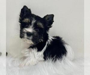 Medium Biewer Terrier