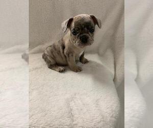 French Bulldog Puppy for sale in CHARLESTON, SC, USA