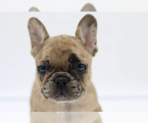French Bulldog Puppy for sale in NEW YORK, NY, USA