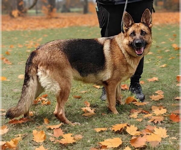 Medium Photo #3 German Shepherd Dog Puppy For Sale in Talladega, AL, USA