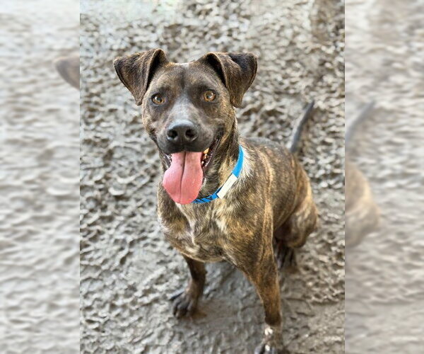 Medium Photo #1 Mutt Puppy For Sale in Riverside, CA, USA