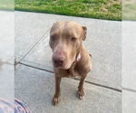 Small #2 Labrador Retriever Mix