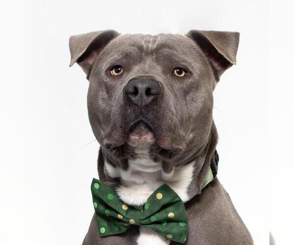Medium Photo #1 American Pit Bull Terrier Puppy For Sale in Santa Barbara, CA, USA