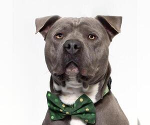 American Pit Bull Terrier Dogs for adoption in Santa Barbara, CA, USA
