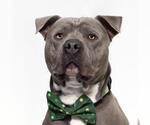 Small American Pit Bull Terrier