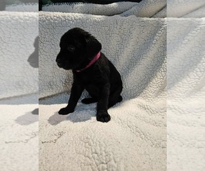 Medium Labrador Retriever