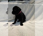 Puppy Magenta Labrador Retriever