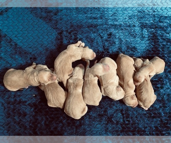 Medium Photo #5 Golden Retriever Puppy For Sale in SANFORD, NC, USA