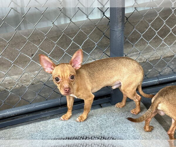 Medium Photo #1 Chihuahua Puppy For Sale in Coralville, IA, USA
