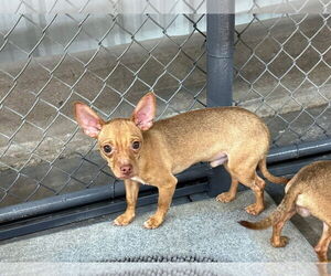 Chihuahua Dogs for adoption in Coralville, IA, USA