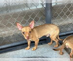 Small Chihuahua