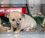 Puppy King Chihuahua