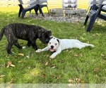 Small #5 American Bulldog