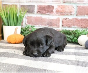 Labrador Retriever Puppy for sale in SYRACUSE, IN, USA