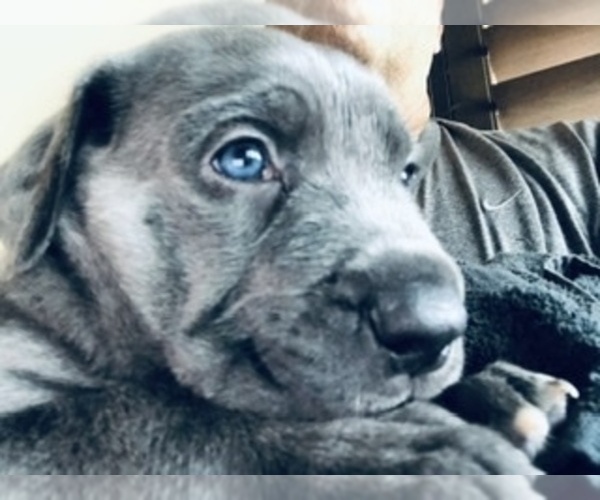 Medium Photo #1 Cane Corso-Daniff Mix Puppy For Sale in MESA, AZ, USA