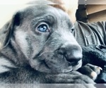 Small Photo #1 Cane Corso-Daniff Mix Puppy For Sale in MESA, AZ, USA