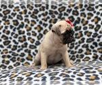Small Photo #3 Pug Puppy For Sale in LAKELAND, FL, USA