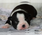 Small Photo #12 Boston Terrier Puppy For Sale in WINNSBORO, TX, USA
